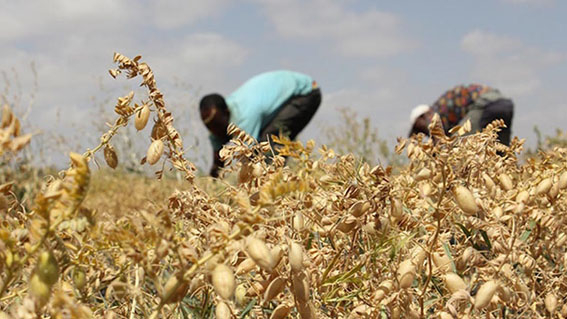 Impact evaluation ethiopia grano duro durum wheat alimenti sostenibili sustainable food commodities M&E vlautazione di impatto impact evalutaion grano duro