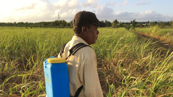 sostenibilità produzione di canna da zucchero Mauritius alimenti sostenibili sustainable food commodities loal development