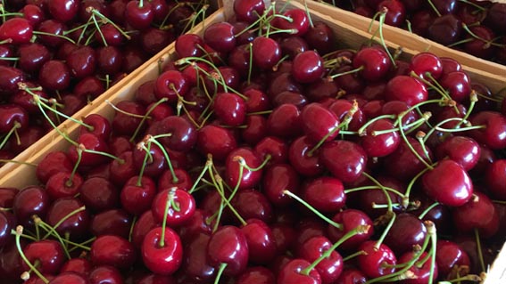 projects indagine sostenibilità della filiera delle ciliege bulgaria albania sustainability supply chain cherry cherries alimenti sstenibili sustainable food commodities