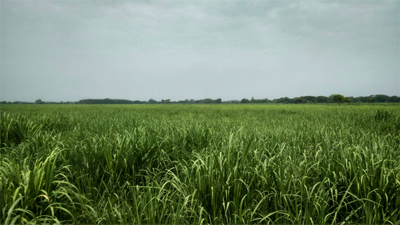 canna da zucchero sugar cane supply chain filiera el salvador sustainable food commodities alimenti sostenibili consulenza arco arcolab