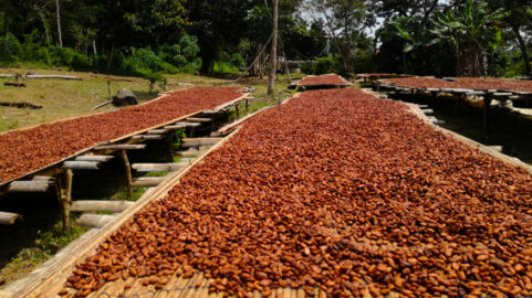 need analysis produttori di fave di cacao in Togo of smma producers of cocoa beans