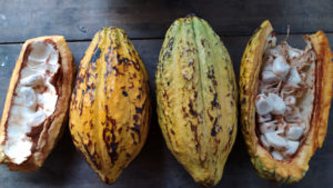 cacao cocoa ecuador need analysis sostenibilità sviluppo sustainability development arco arcolab