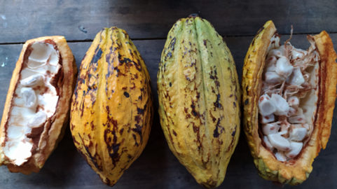 cacao cocoa ecuador need analysis sostenibilità sviluppo sustainability development arco arcolab