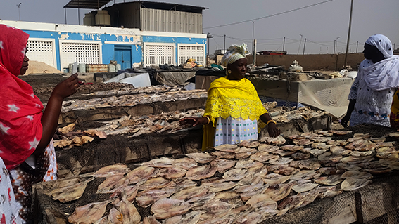 pro vives Senegal economia circolare solidale sociale social business task force sistema di rating per le imprese sociali ESG rating
