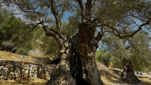 resilienza resilience farmer olivicoltori olive oil olio Lebanon Libano evalaution valutazione focus group discussion